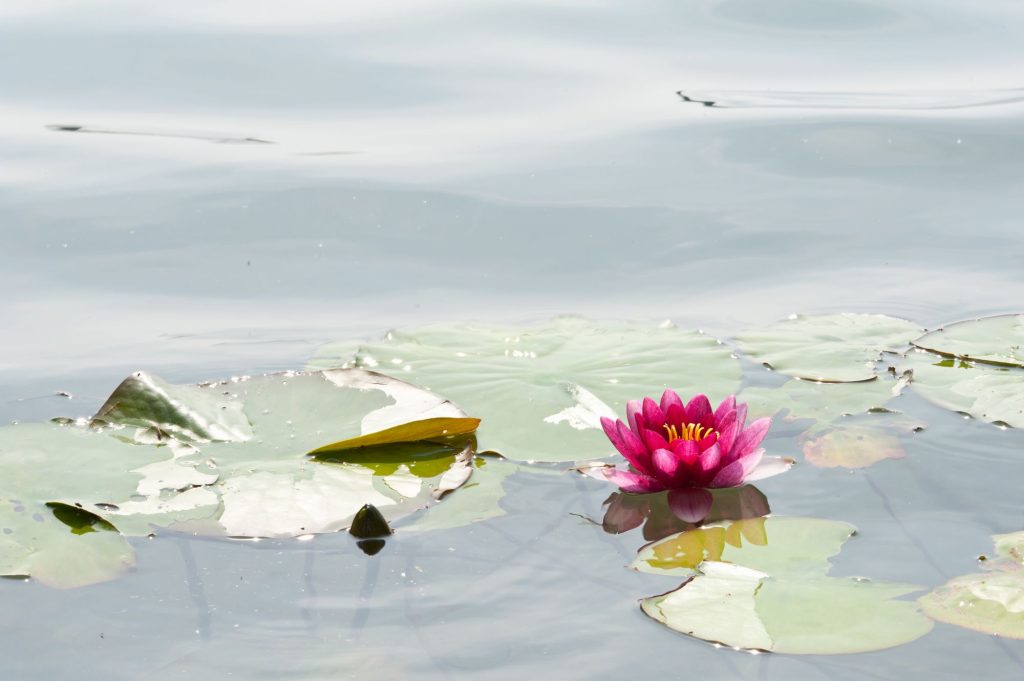 Seerosen auf dem Wurlsee