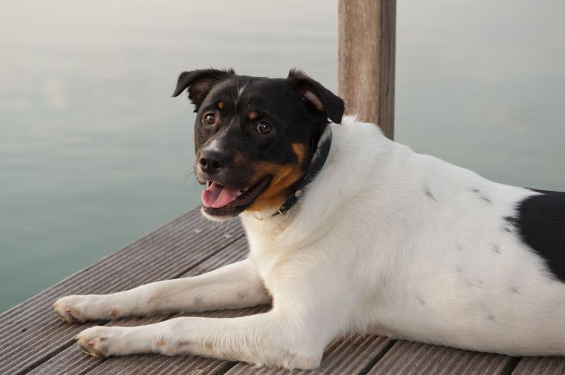 Familienhund im Seehotel